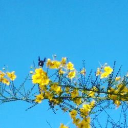 Low angle view of flowers against clear blue sky