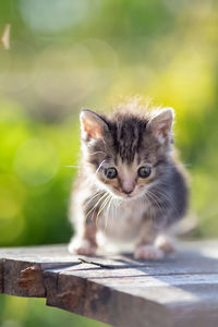 Portrait of kitten