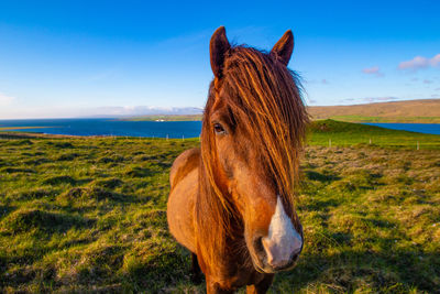 Horse standing in a field