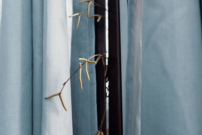 Close-up of clothes hanging on window