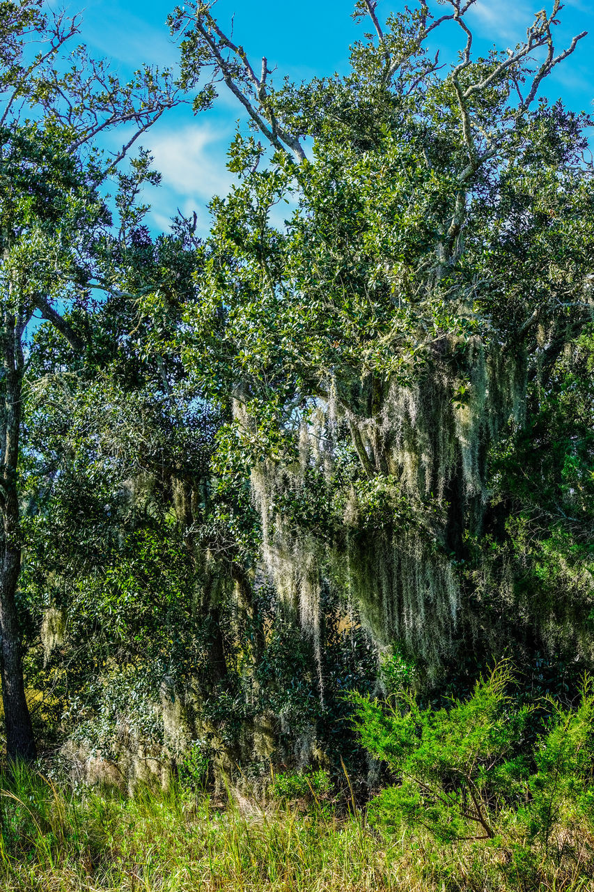 TREES AND PLANTS GROWING ON LAND