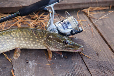 Close-up of fish