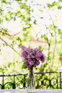 Close-up of purple flowering plant in vase