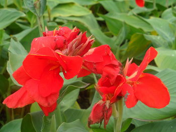 Close-up of red flowers blooming outdoors