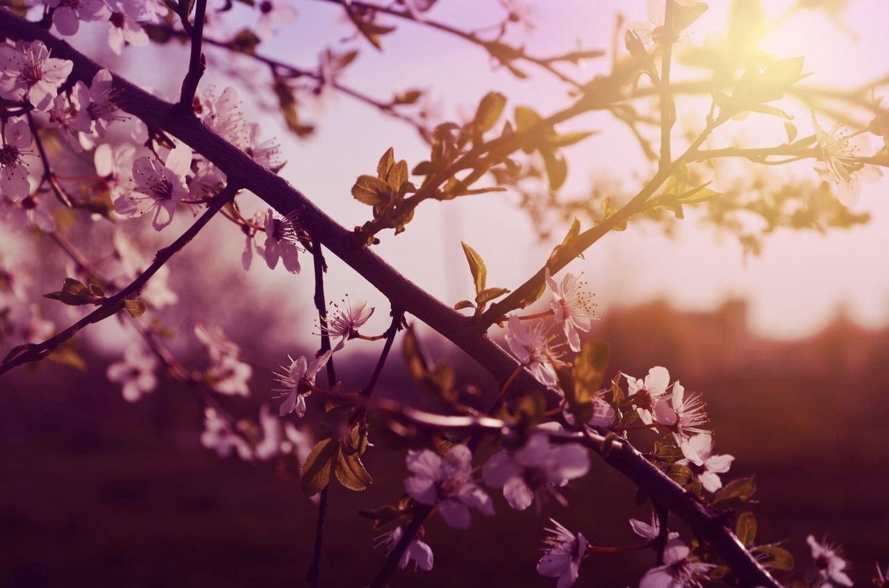 flower, freshness, branch, growth, fragility, beauty in nature, tree, focus on foreground, nature, blossom, pink color, petal, close-up, twig, blooming, in bloom, springtime, cherry blossom, outdoors, low angle view