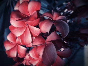 Close-up of pink flowers