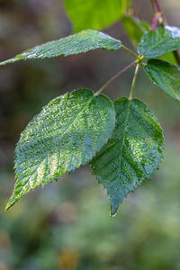 Close-up of plant