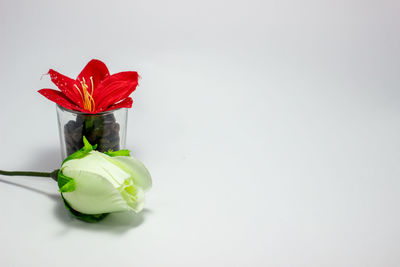 Close-up of red rose against white background