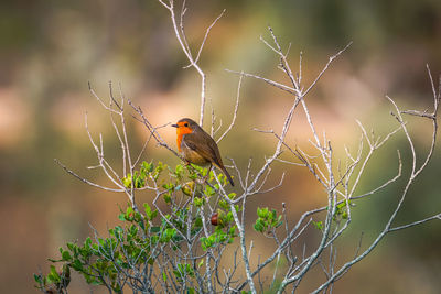 Bird perching on twig