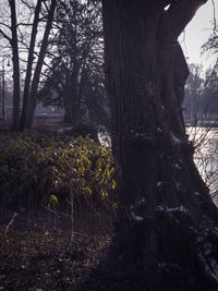 Trees in forest