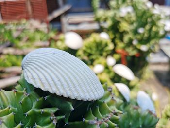 Close-up of mushroom growing outdoors