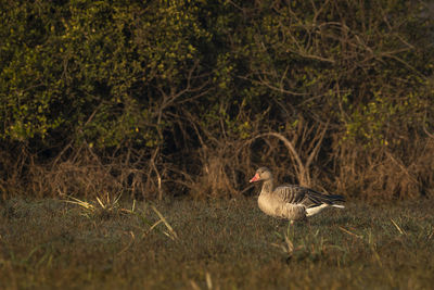 Side view of a bird on land