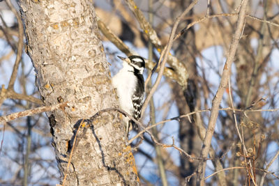 Close-up of bird perching on tree