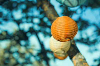 Lantern in the yard on the tree bokeh background, night and warm light, hanging lanterns