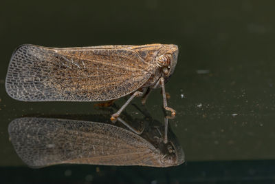 Close-up of butterfly