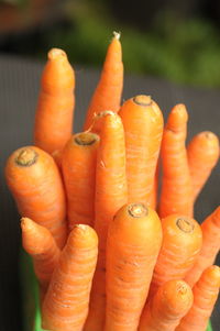 Close-up of orange fruits