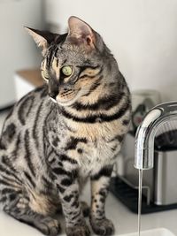 Bengal cat at sink