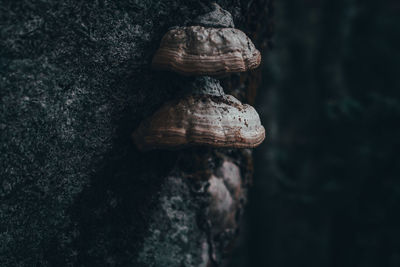 Close-up of mushrooms on tree trunk