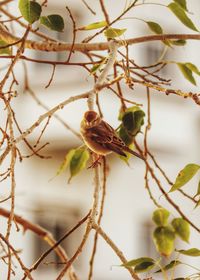 Close-up of a lizard on branch