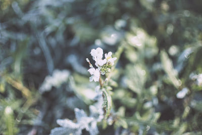 Close-up of flower growing on tree