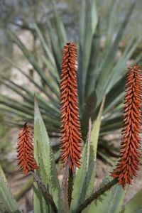 Agave cactus plant bloom