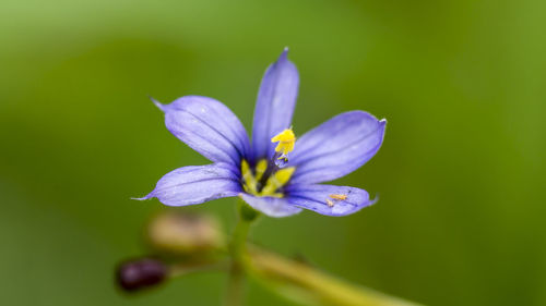 Close-up of purple flower