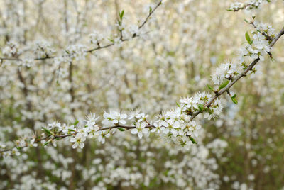 Close-up of white flowers on tree