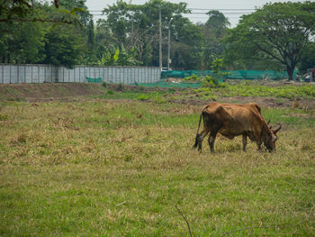 Horse grazing on field