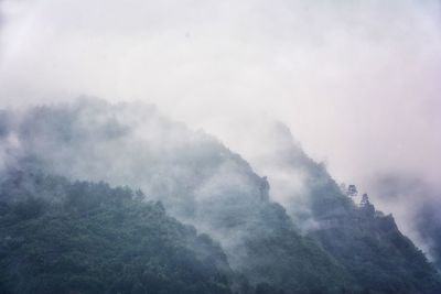 Low angle view of trees in forest against sky