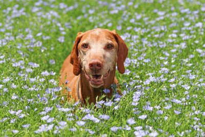 Portrait of a dog