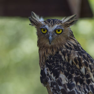 Close-up portrait of owl