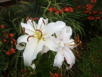 Close-up of white flowers blooming outdoors