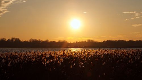 Scenic view of rice paddy against sky during sunset