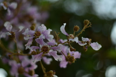 Close-up of purple flowering plants