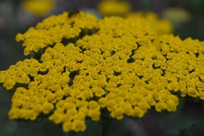 Close-up of yellow flowers