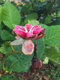 Close-up of pink flower blooming outdoors