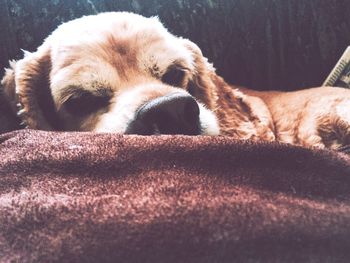 Close-up of a cat sleeping