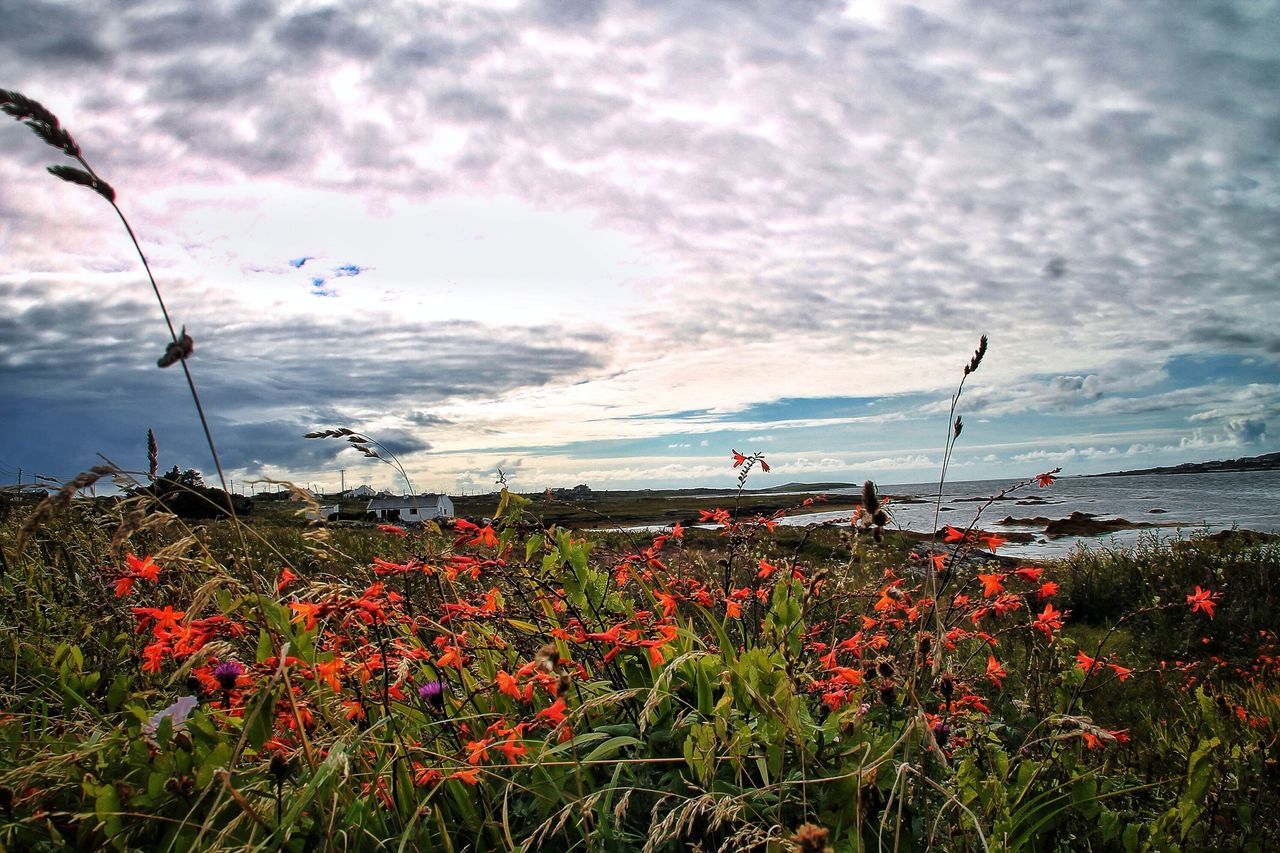 sky, cloud - sky, tranquil scene, beauty in nature, growth, scenics, tranquility, landscape, nature, cloudy, field, cloud, flower, tree, rural scene, plant, grass, agriculture, freshness, mountain