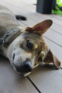 Close-up portrait of dog resting on floor