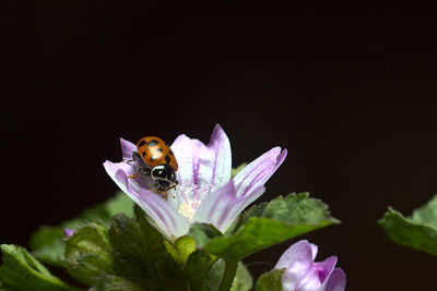 Close-up of insect pollinating on purple flower