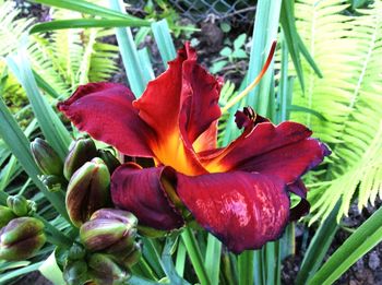 Close-up of red flower