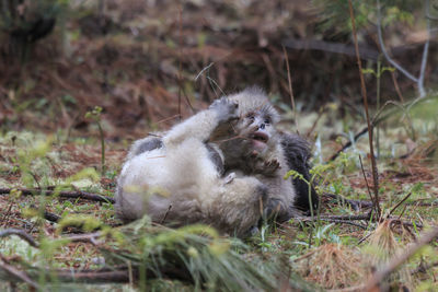 Close-up of sheep relaxing on field