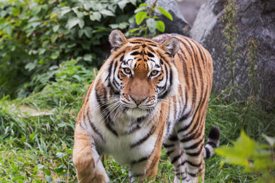 Portrait of tiger in zoo