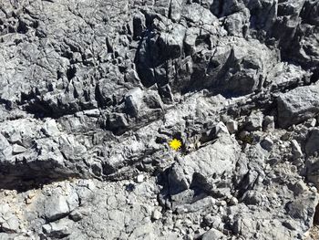 Aerial view of lizard on rock