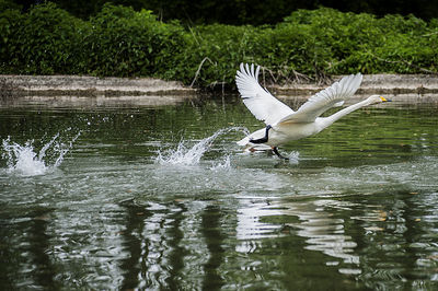 Bird flying over lake