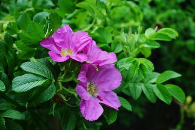 Close-up of pink flowering plant