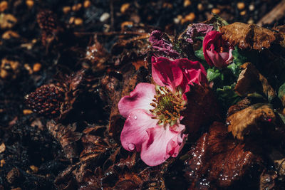 High angle view of pink flowering plants on field