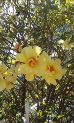 Low angle view of yellow flowering plant