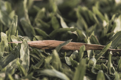 Close-up of dry leaves on field