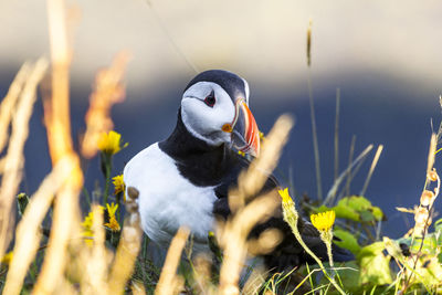 Close-up of a puffin in iceland 